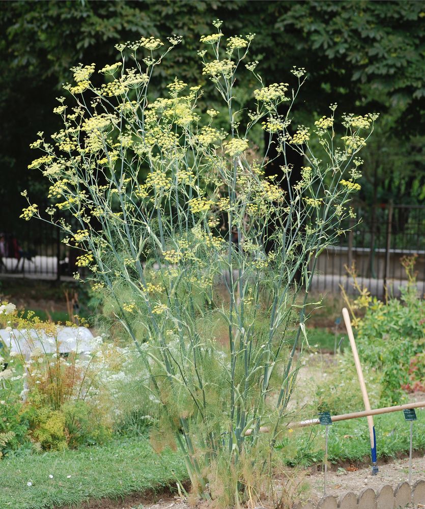 Foeniculum vulgare